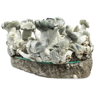 Bolsa de cultivo Ready-2-Grow "APE" de Zamnesia