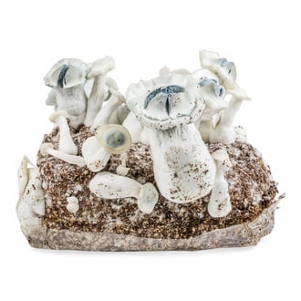 Bolsa de cultivo Ready-2-Grow 'APE' de Zamnesia