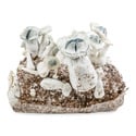 Bolsa de cultivo Ready-2-Grow 'APE' de Zamnesia