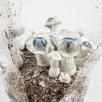 Bolsa de cultivo Ready-2-Grow 'APE' de Zamnesia