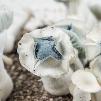 Bolsa de cultivo Ready-2-Grow 'APE' de Zamnesia