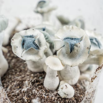 Bolsa de cultivo Ready-2-Grow 'APE' de Zamnesia