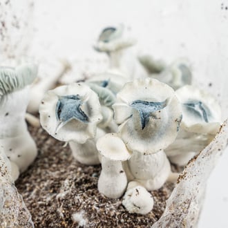 Bolsa de cultivo Ready-2-Grow 'APE' de Zamnesia