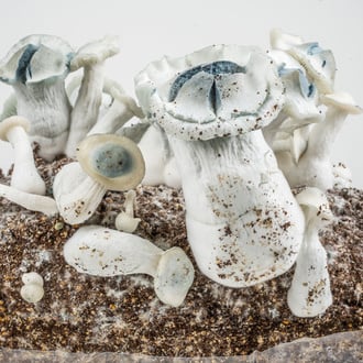 Bolsa de cultivo Ready-2-Grow 'APE' de Zamnesia