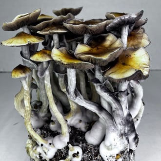 Bolsa Ready-2-Grow 'McKennaii' de Zamnesia