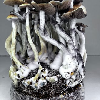 Bolsa Ready-2-Grow 'McKennaii' de Zamnesia