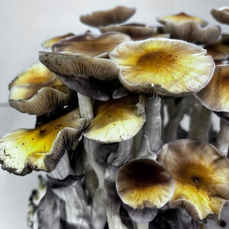 Bolsa Ready-2-Grow 'McKennaii' de Zamnesia