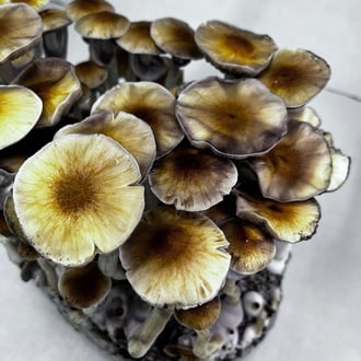 Bolsa Ready-2-Grow 'McKennaii' de Zamnesia