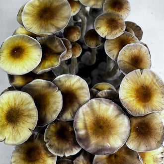 Bolsa Ready-2-Grow 'McKennaii' de Zamnesia