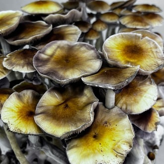 Bolsa Ready-2-Grow 'McKennaii' de Zamnesia