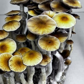 Bolsa Ready-2-Grow 'McKennaii' de Zamnesia