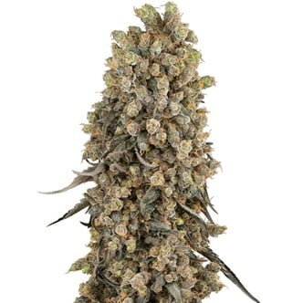 Atomic Blue Dream (Sensi Seeds) feminizada