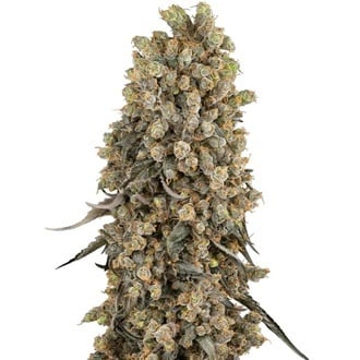 Atomic Blue Dream (Sensi Seeds) feminizada