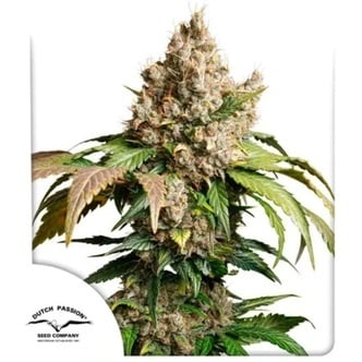 Auto Red Tropicana Cookies (Dutch Passion) feminizada