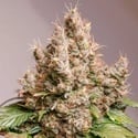 Auto Red Tropicana Cookies (Dutch Passion) feminizada