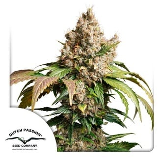 Auto Red Tropicana Cookies (Dutch Passion) feminizada