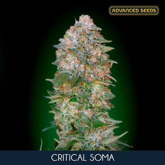 Critical Soma (Advanced Seeds) feminizada