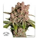 Auto Strawberry Soda (Dutch Passion) feminizada