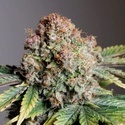 Auto Strawberry Soda (Dutch Passion) feminizada