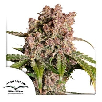 Auto Strawberry Soda (Dutch Passion) feminizada