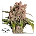 Auto Strawberry Soda (Dutch Passion) feminizada