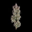 Shortcut (Happy Valley Genetics) feminizada