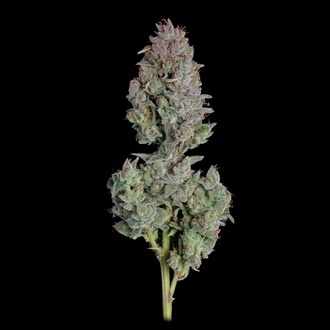 Easy Button Auto (Happy Valley Genetics) feminizada