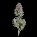Easy Button (Happy Valley Genetics) feminizada