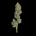 Everglades OG (Happy Valley Genetics) feminizada