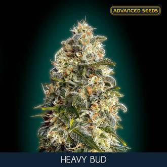 Heavy Bud (Advanced Seeds) feminizada