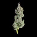 Pineapple Daddy (Happy Valley Genetics) feminizada