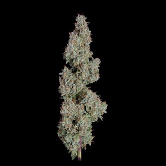 Pineapple Diesel Auto (Happy Valley Genetics) feminizada