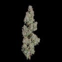 Pineapple Diesel (Happy Valley Genetics) feminizada
