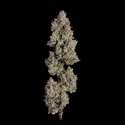 Oh My Thai (Happy Valley Genetics) feminizada
