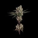Another Level (Happy Valley Genetics) feminizada