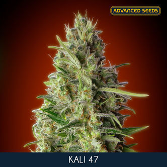 Kali 47 (Advanced Seeds) feminizada