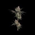 Knockout (Happy Valley Genetics) feminizada