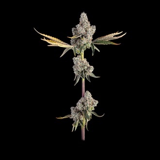 Overtime (Happy Valley Genetics) feminizada