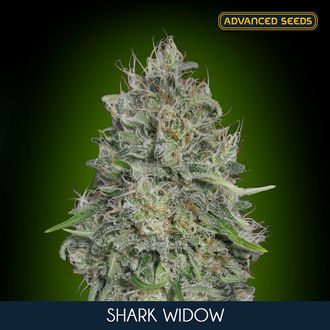 Shark Widow (Advanced Seeds) feminizada