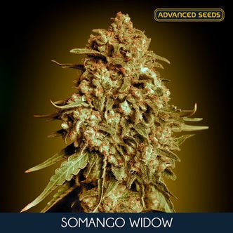 Somango Widow (Advanced Seeds) feminizada