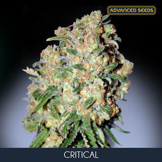 Critical (Advanced Seeds) feminizada