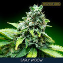 Early Widow (Advanced Seeds) feminizada