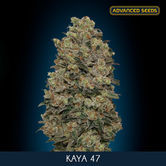 Kaya 47 (Advanced Seeds) feminizada