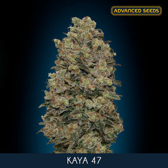 Kaya 47 (Advanced Seeds) feminizada