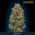 Kaya 47 (Advanced Seeds) feminizada
