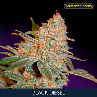 Black Diesel (Advanced Seeds) feminizada