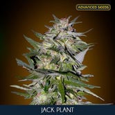 Jack Plant (Advanced Seeds) feminizada