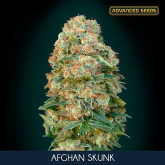 Afghan Skunk (Advanced Seeds) feminizada
