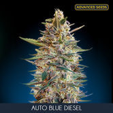 Auto Blue Diesel (Advanced Seeds) feminizada