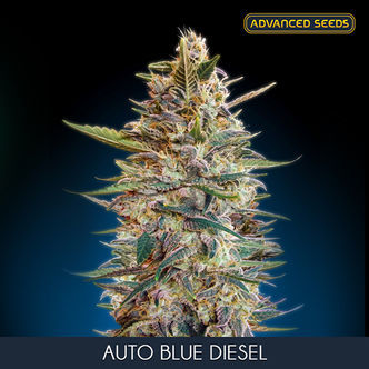 Auto Blue Diesel (Advanced Seeds) feminizada